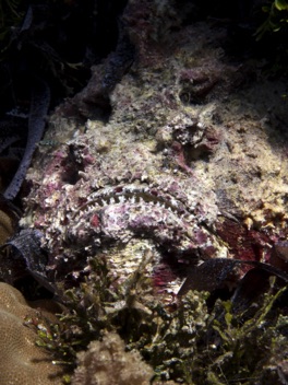 Stone Fish

